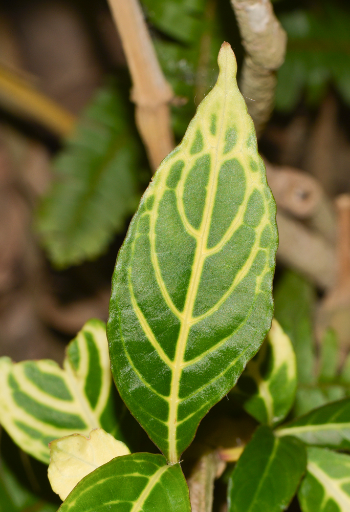 Изображение особи Sanchezia speciosa.