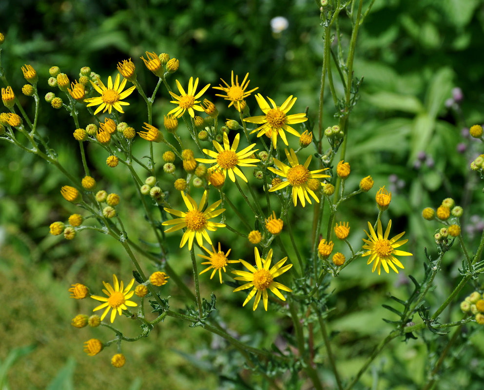 Изображение особи Senecio jacobaea.