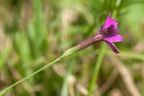 Dianthus deltoides