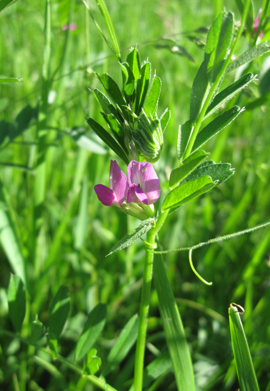Image of Vicia angustifolia specimen.