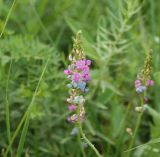 Oxytropis glabra