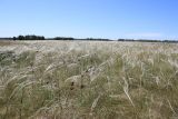 род Stipa