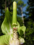 Arisaema amurense. Соцветие с частично удаленным покрывалом. Приморский край, Спасский р-н, окр. с. Хвалынка, дубняк с лещиной разнолистной. 22.05.2015.