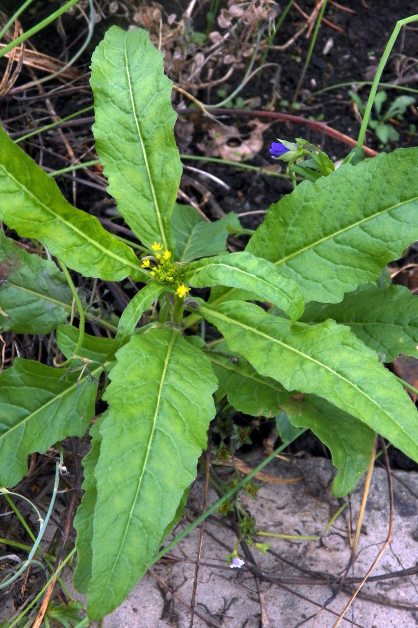 Image of genus Rorippa specimen.