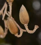 Image of taxon representative. Author is Татьяна Мальчинская