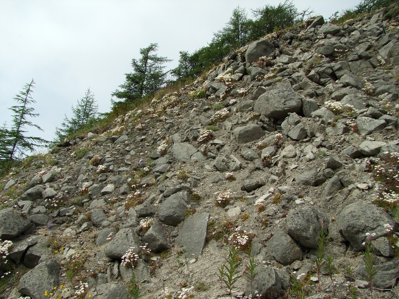 Image of Saxifraga derbekii specimen.