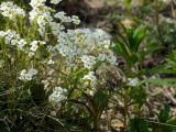 Draba ussuriensis. Цветущие растения. Магаданская обл., окр. Магадана, бухта Нагаева, на склоне сопки. 23.06.2011.