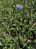 Globularia bisnagarica