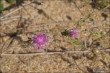 Centaurea odessana