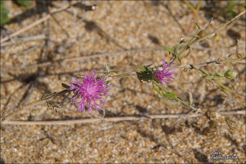 Изображение особи Centaurea odessana.