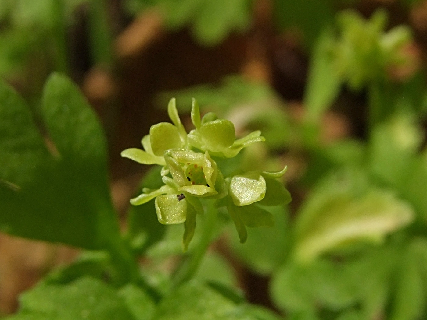 Изображение особи Adoxa moschatellina.
