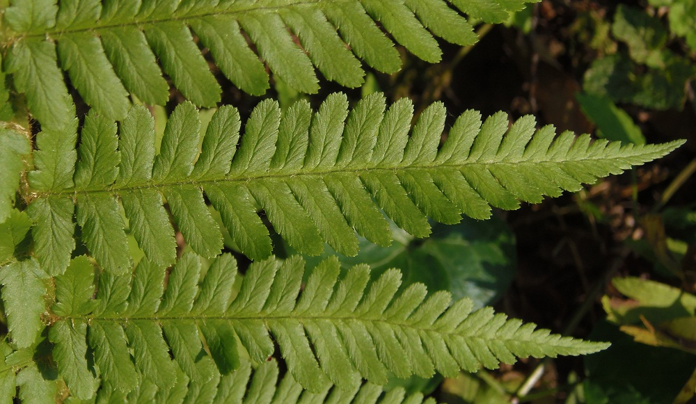 Image of Dryopteris filix-mas specimen.