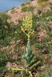 Verbascum songaricum