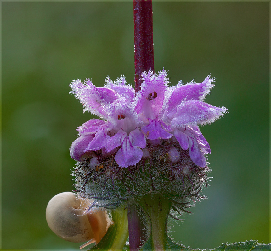 Image of Phlomoides tuberosa specimen.
