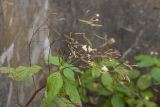 Impatiens parviflora