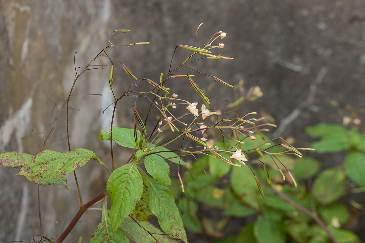 Изображение особи Impatiens parviflora.