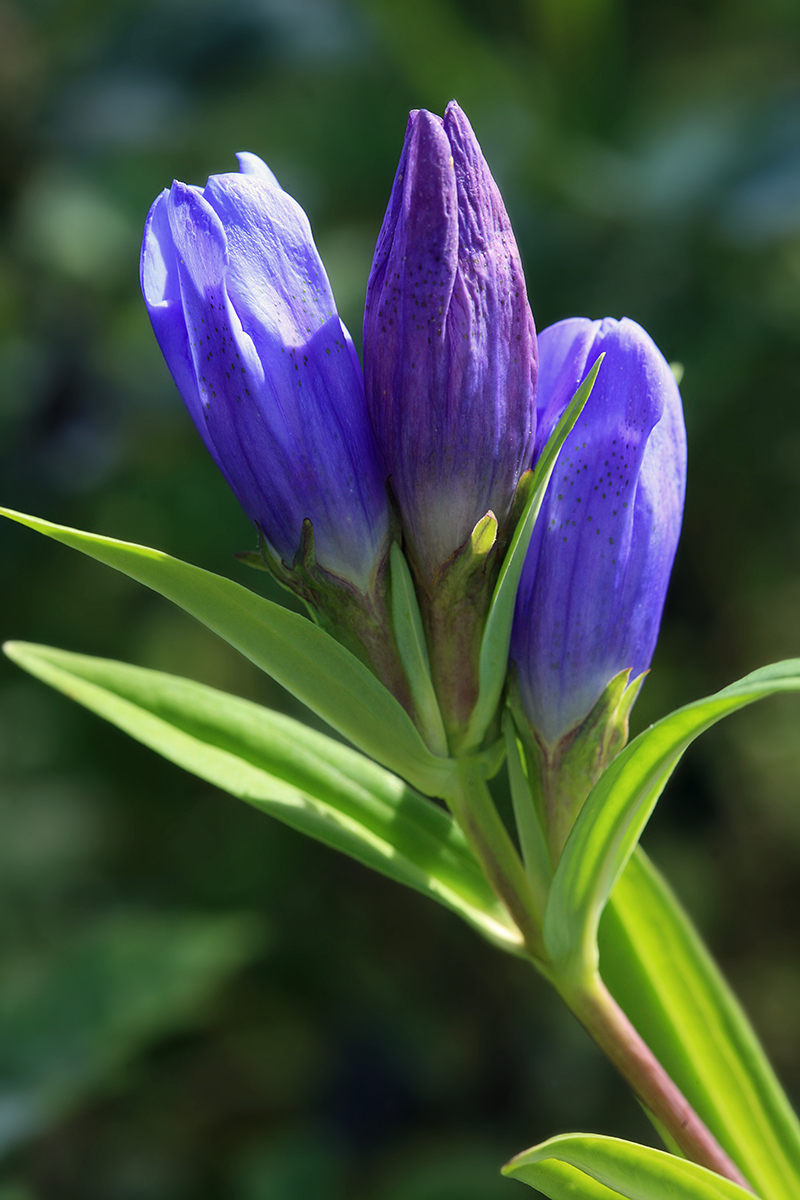 Image of Gentiana axillariflora specimen.