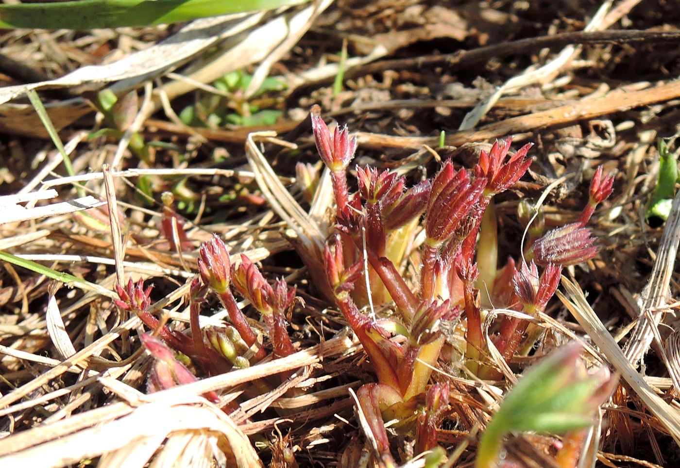 Image of Lupinus polyphyllus specimen.