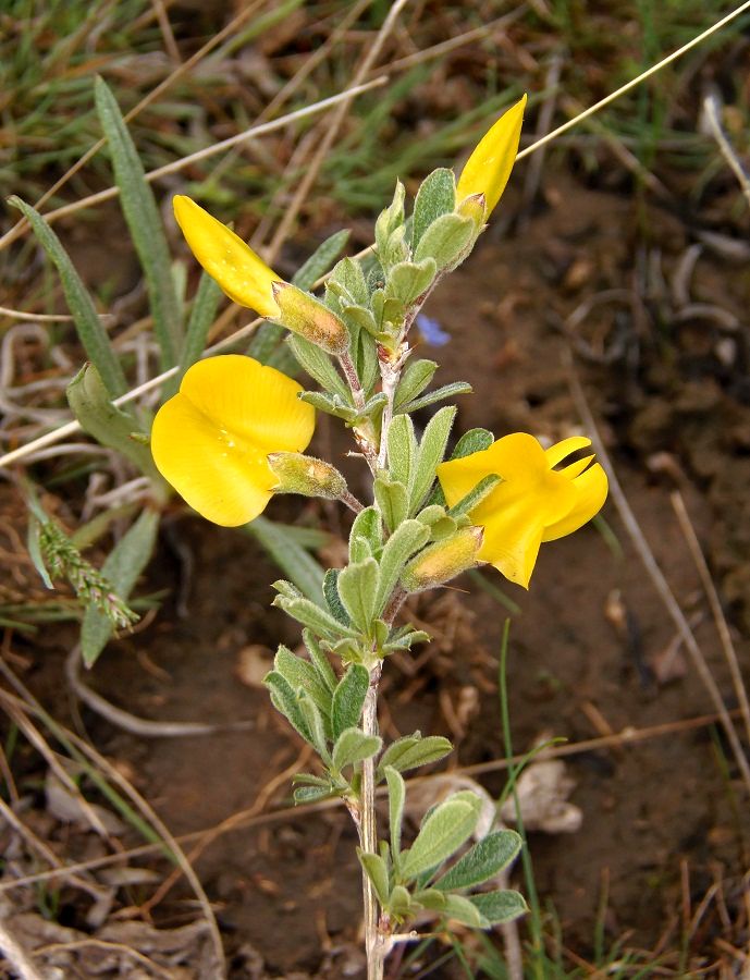 Image of Caragana mollis specimen.