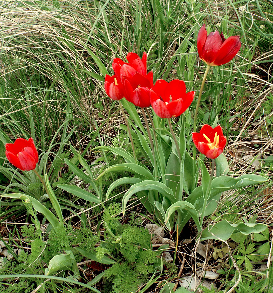 Изображение особи Tulipa suaveolens.