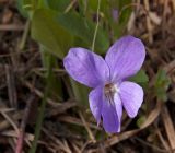Viola collina