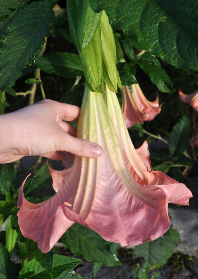 Image of Brugmansia versicolor specimen.