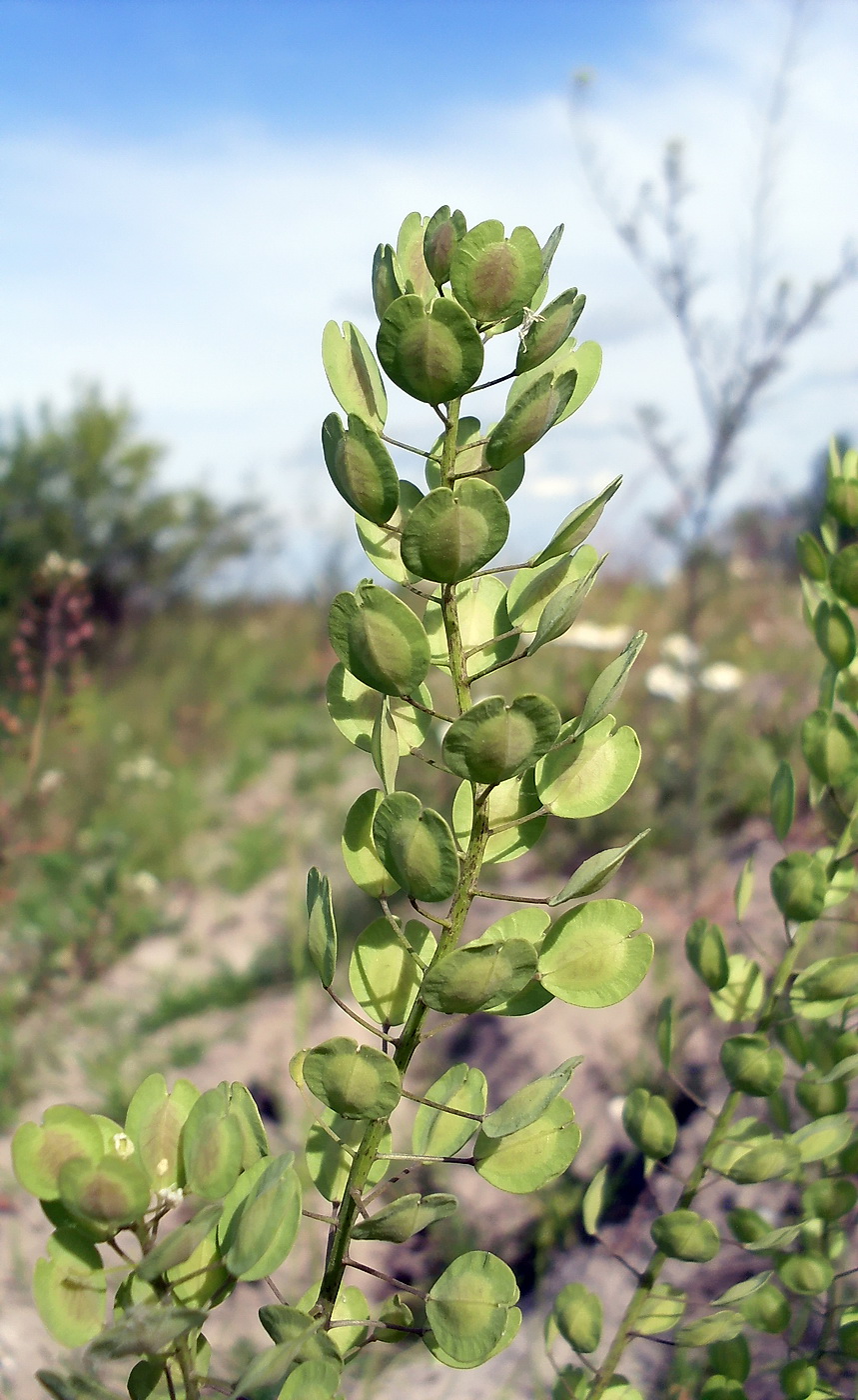 Image of Thlaspi arvense specimen.