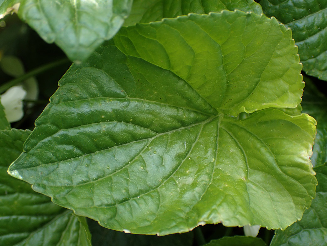 Image of Viola sororia specimen.