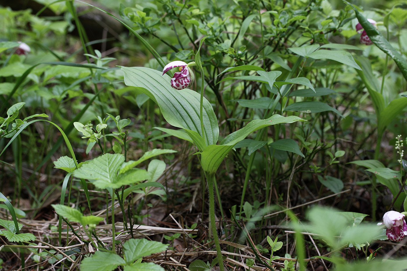 Image of Cypripedium guttatum specimen.