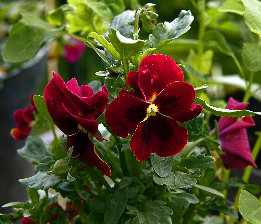 Image of Viola wittrockiana specimen.