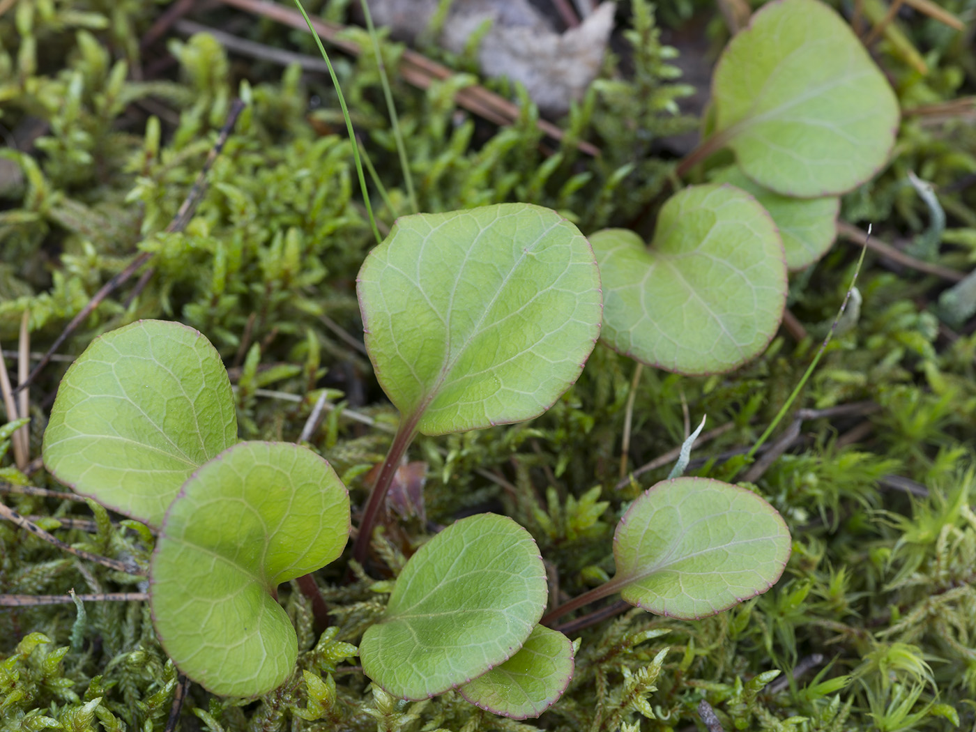 Image of Pyrola chlorantha specimen.