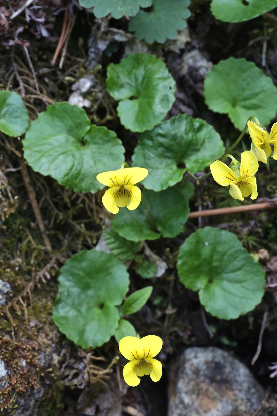 Image of Viola kusnezowiana specimen.