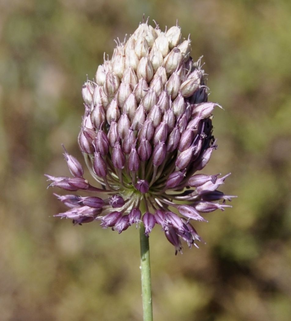 Image of Allium sphaerocephalon specimen.
