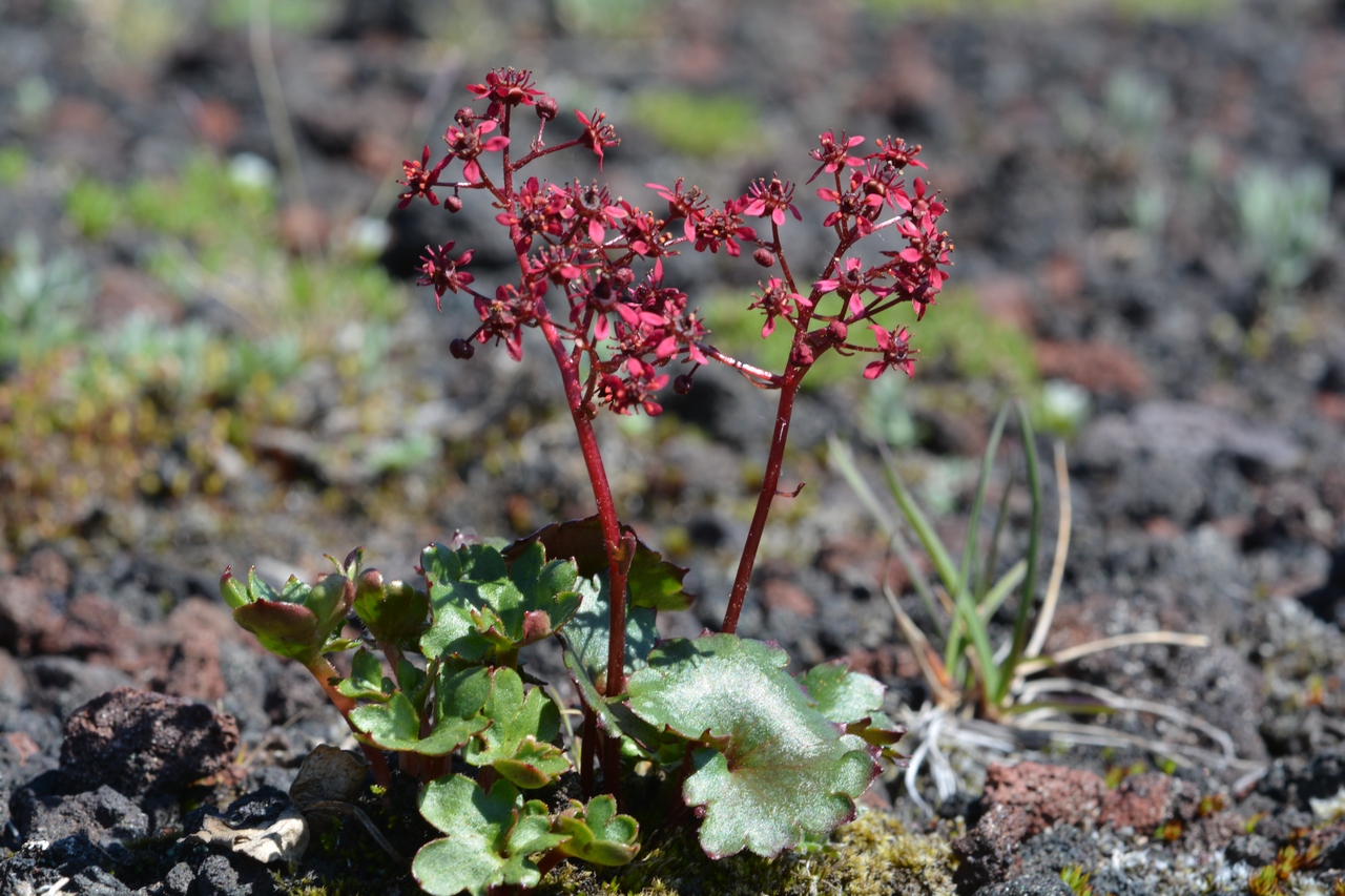 Изображение особи Micranthes purpurascens.