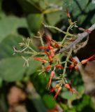 Combretum microphyllum