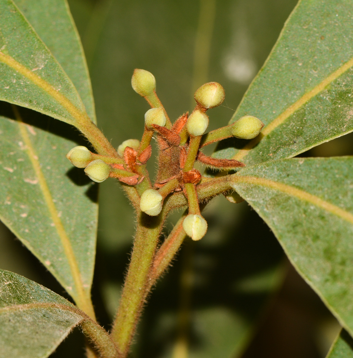 Image of Laurus novocanariensis specimen.