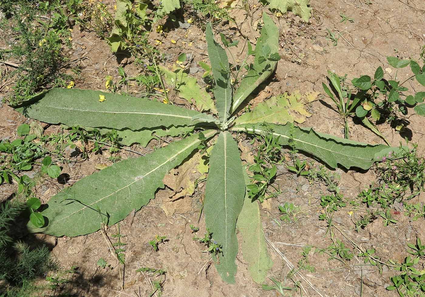 Изображение особи Verbascum jordanicum.