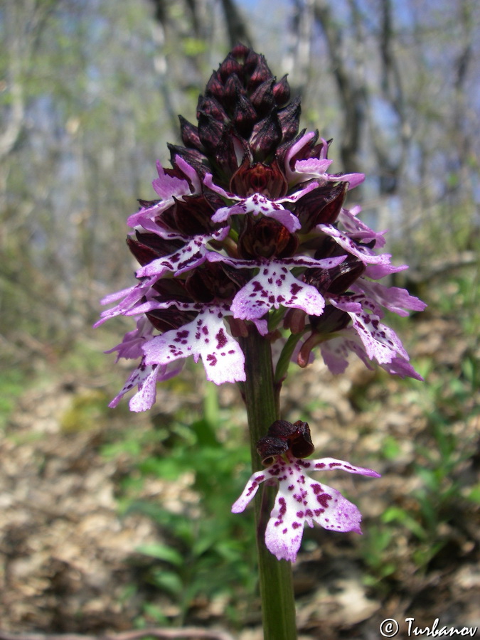 Image of Orchis purpurea specimen.