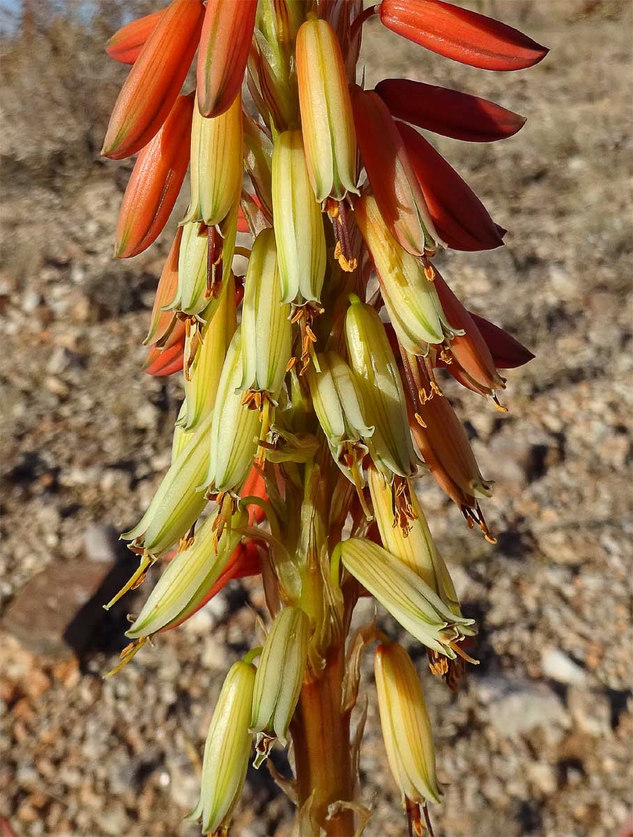 Изображение особи Aloe gariepensis.