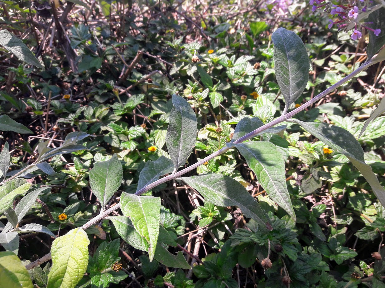 Image of Buddleja davidii specimen.