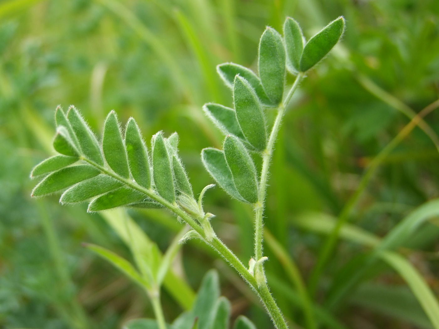 Изображение особи Astragalus tugarinovii.