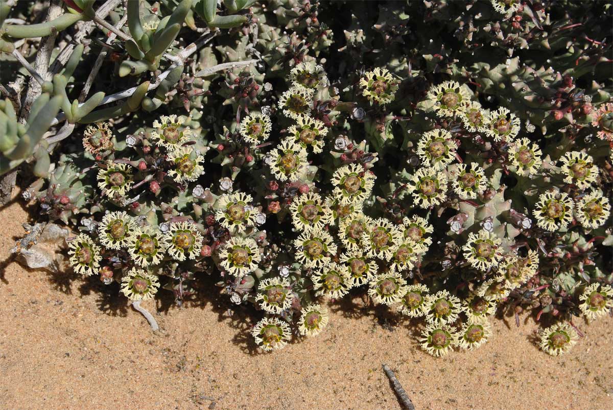 Изображение особи Euphorbia caput-medusae.