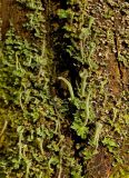 genus Cladonia. Слоевище на старом пне. Средний Урал, Пермский край, Добрянский р-н, 5 км от ст. Ярино, смешанный лес. 14 октября 2017 г.