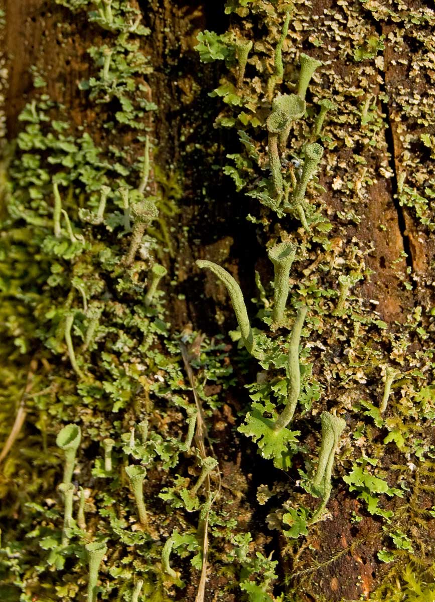 Изображение особи род Cladonia.