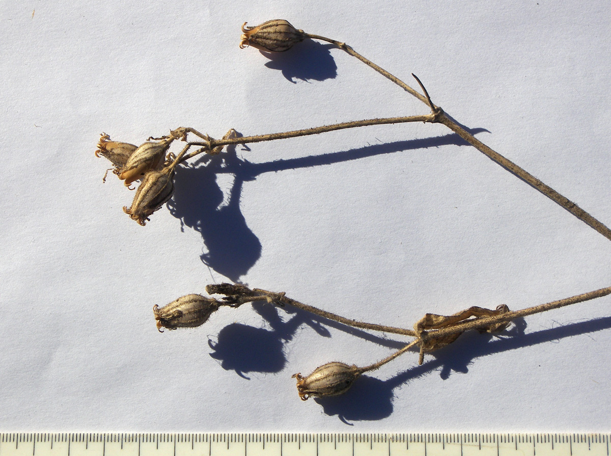 Image of Silene noctiflora specimen.