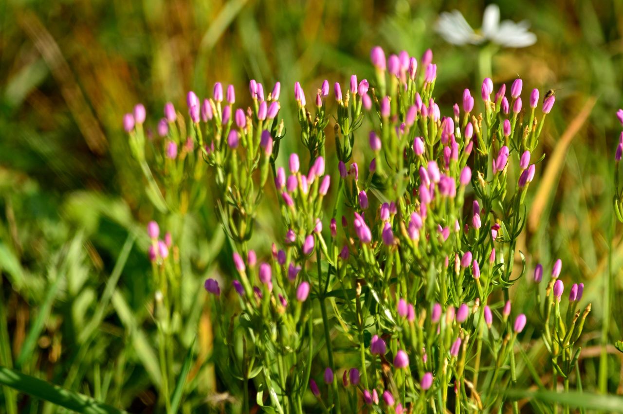 Image of genus Centaurium specimen.