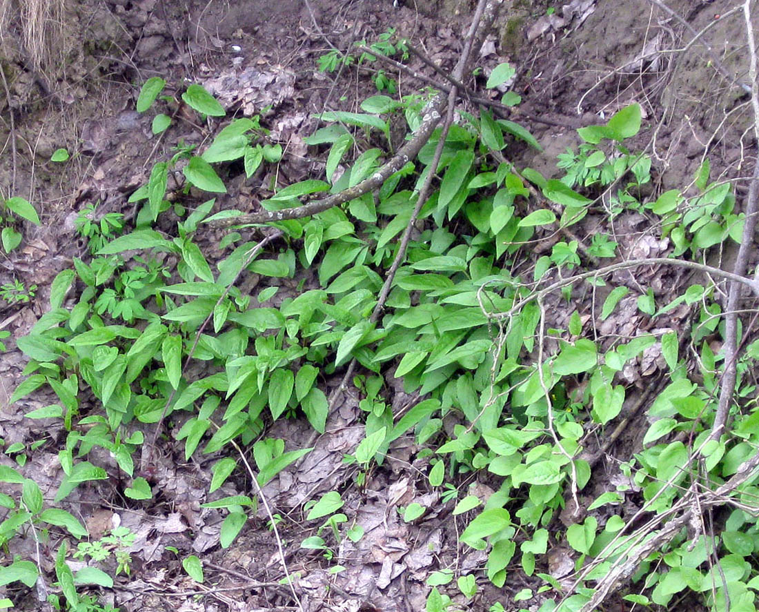 Image of Campanula rapunculoides specimen.