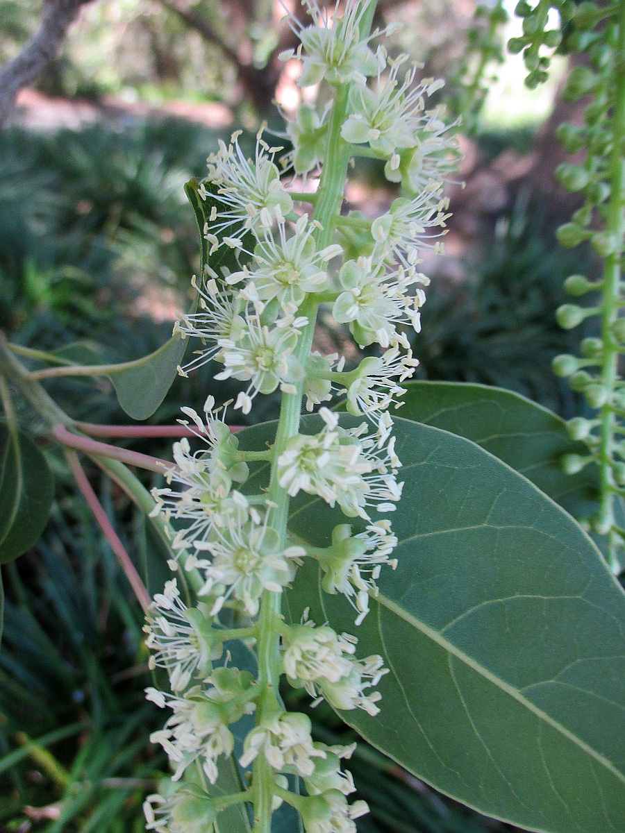 Image of Phytolacca dioica specimen.