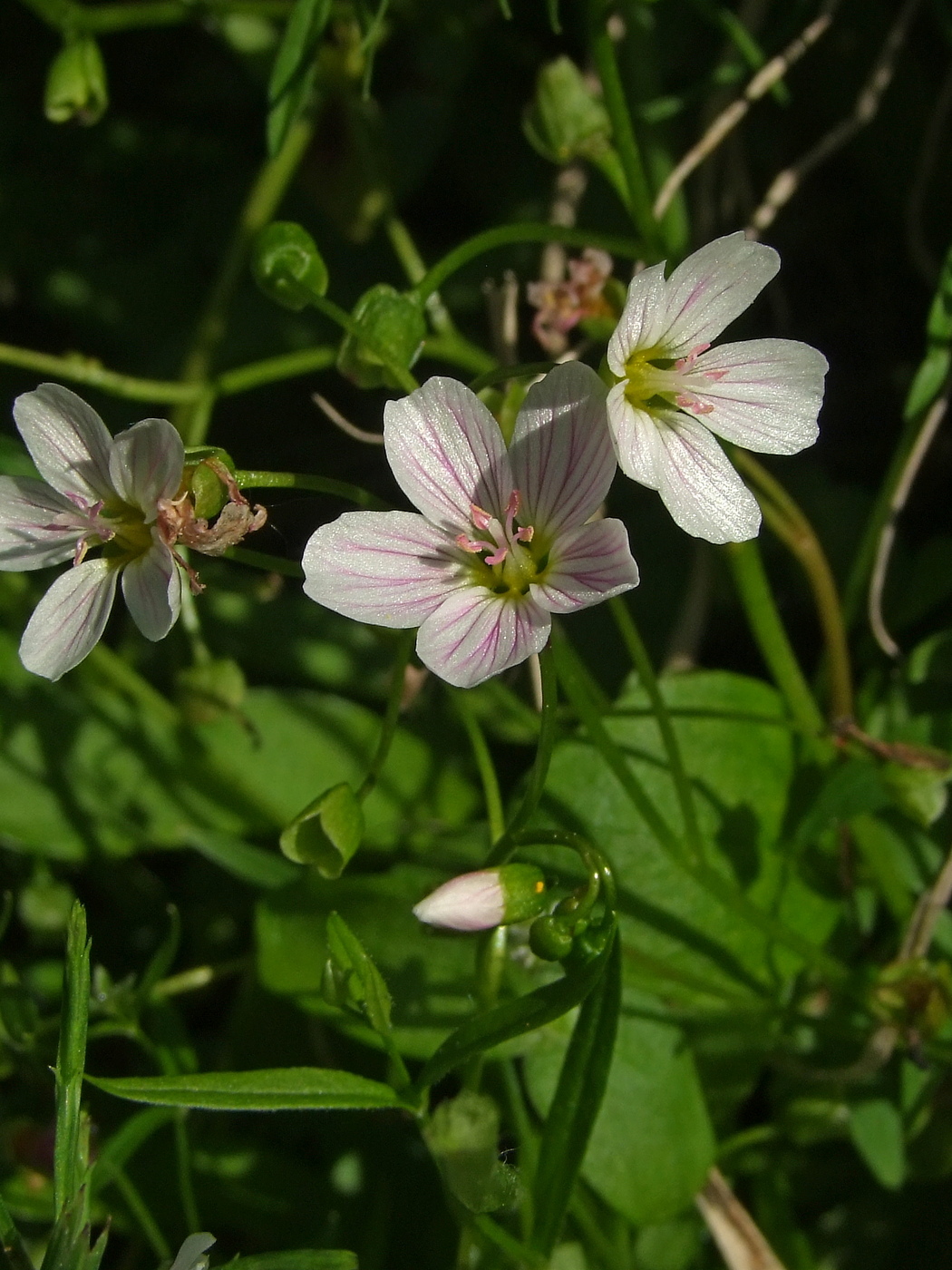 Image of Claytonia sarmentosa specimen.