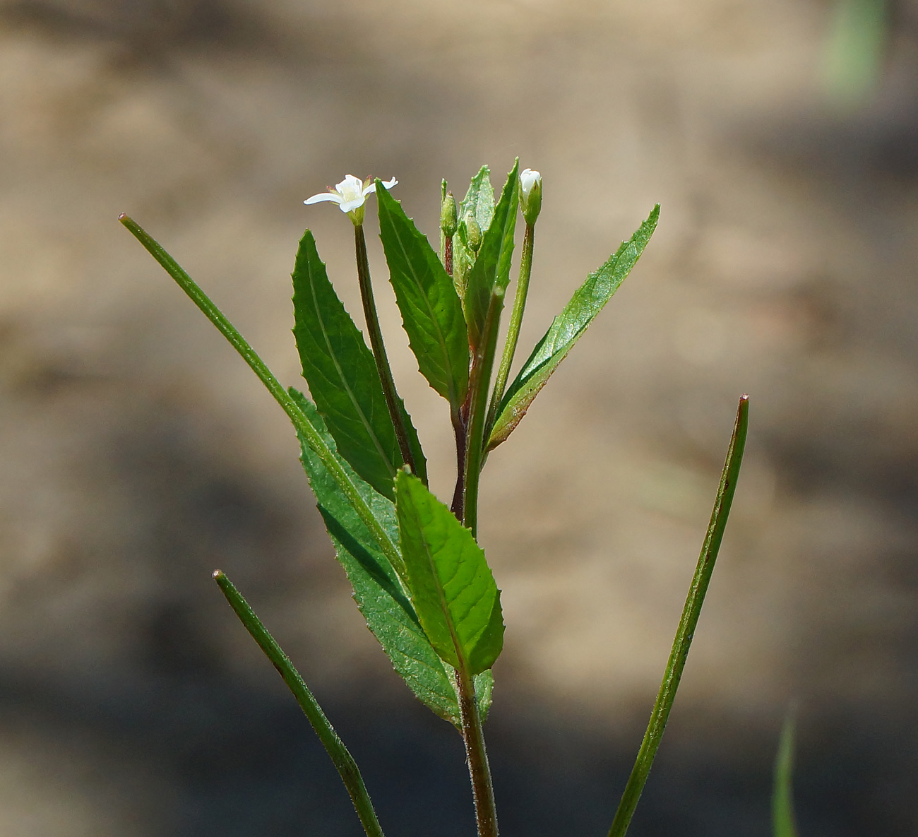 Image of Epilobium pseudorubescens specimen.